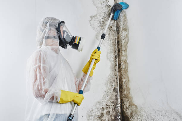 Best Toxic Mold Removal  in Batavia, OH