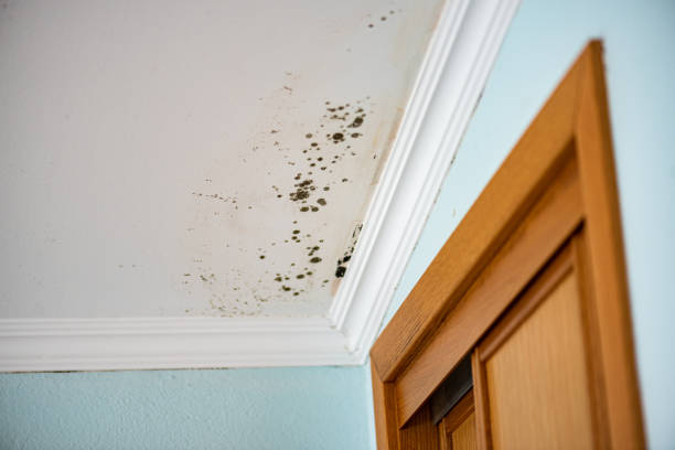 Best Toxic Mold Removal  in Batavia, OH