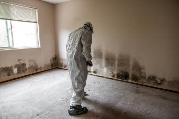 Best Attic Mold Removal  in Batavia, OH